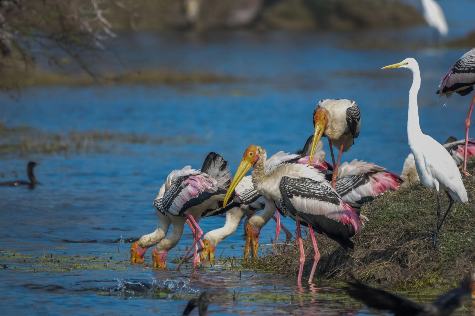 bharatpur 23