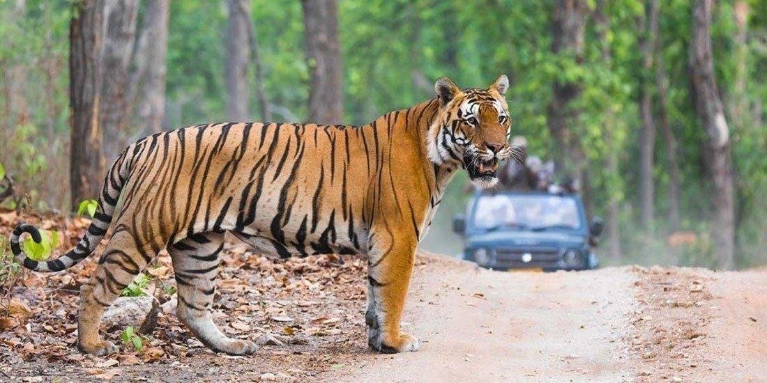ranthambore2